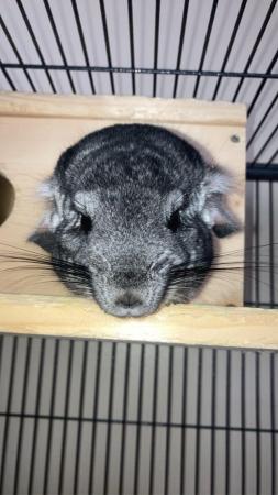 Image 3 of 3 year old grey standard chinchilla for sale