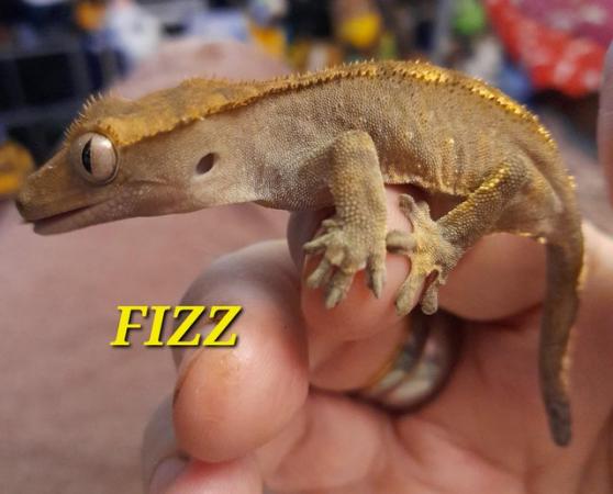 Image 3 of Dash pin flame crested gecko