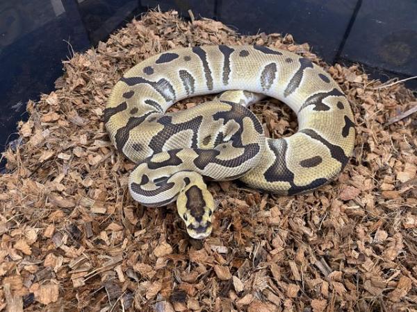 Image 4 of Male and female Royal pythons for sale