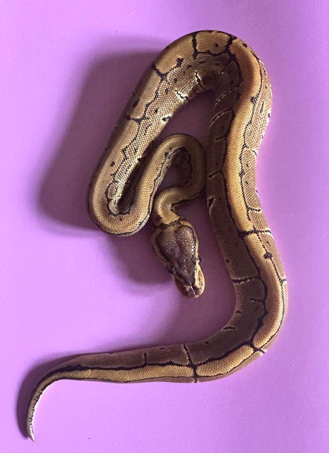 Preview of the first image of Pinstripe 50% het clown royal python for sale.