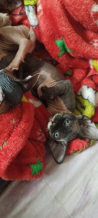Image 4 of 2 sphynx girls currently 7 weeks old