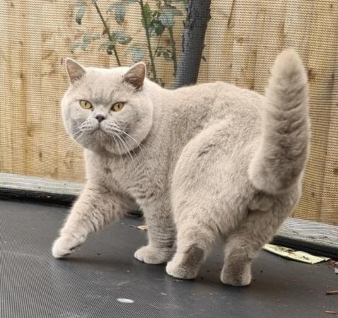 Image 3 of British Shorthair - GCCF Registered with Champion lines