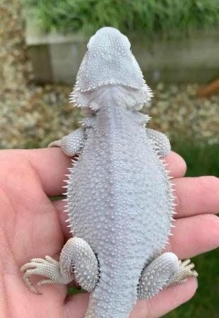 Image 10 of Licensed Breeder Top Bearded Dragon Morphs in Castle Cary