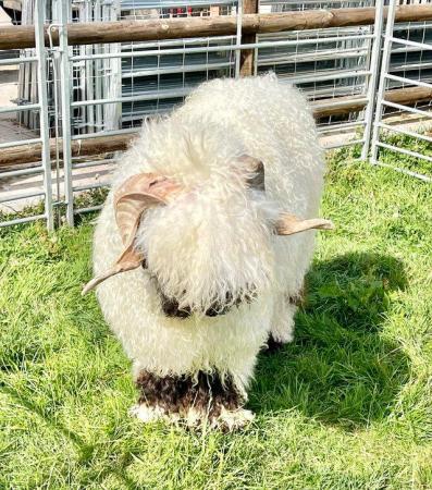 Image 7 of Valais Blacknose Ram Lambs available