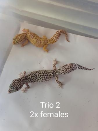 Image 3 of Adult proven breeding leopard gecko trios.