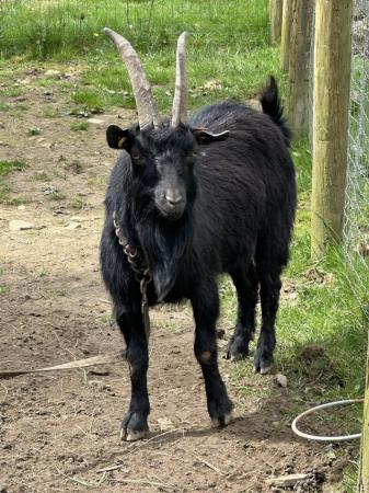 Image 1 of Billy Pygmy Goat For Sale