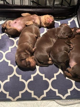 Image 9 of 3 Chocolate & Tan Mini dachshunds