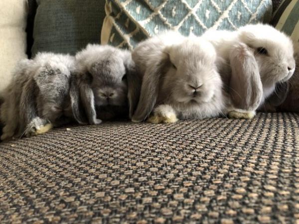 Image 9 of 9 week old Dwarf Lops ready for new homes soon