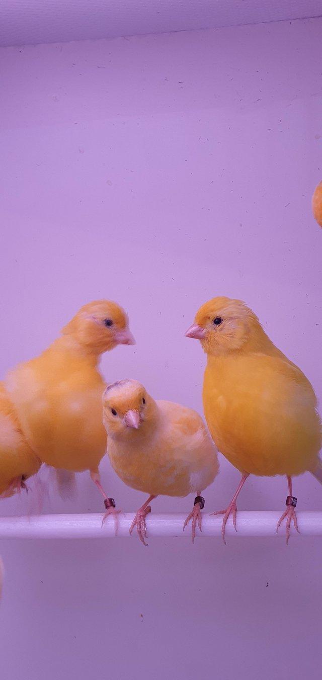 Preview of the first image of Yellow Canaries Available Now.