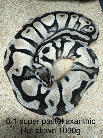 Image 4 of Ultramel,confusion,axanthic ball pythons