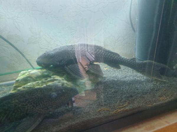 Image 2 of Pleco for sale x2 must go together