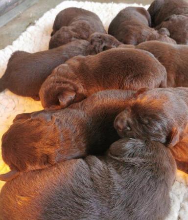 Image 6 of Chocolate Labrador puppies - Excellent pedigrees
