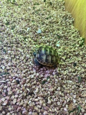 Image 2 of Spur thigh hatchling tortoises