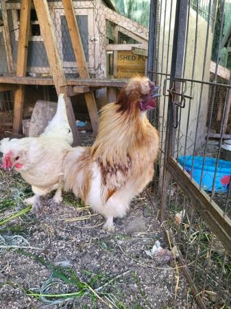 Image 5 of 1 year old silkie rooster