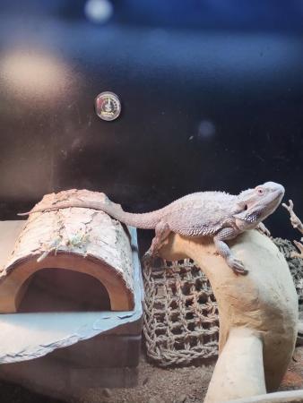 Image 2 of 1 Year old Bearded Dragon and complete setup