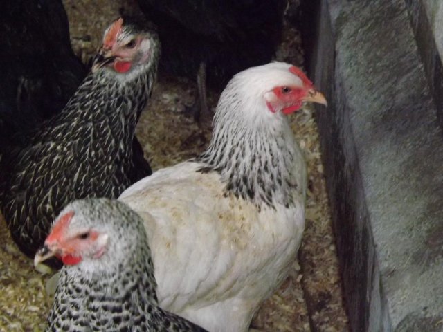 Preview of the first image of For Sale Light Sussex Pullet/Hens.