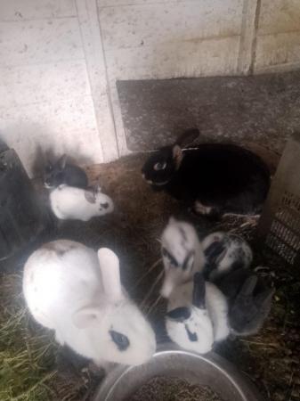 Image 3 of Mixed breed rabbit babies
