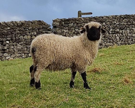 Image 2 of Valais Blacknose Shearling Ewes