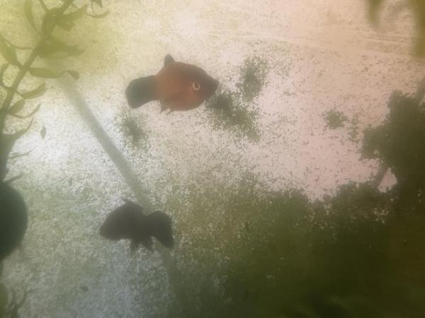 Image 3 of Fish tank fish. 2 guppies, 2 zebra ground feeders some tetra