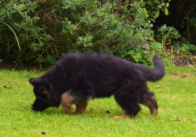 Image 17 of Top Quality Red & Black Longcoated GSD Pups