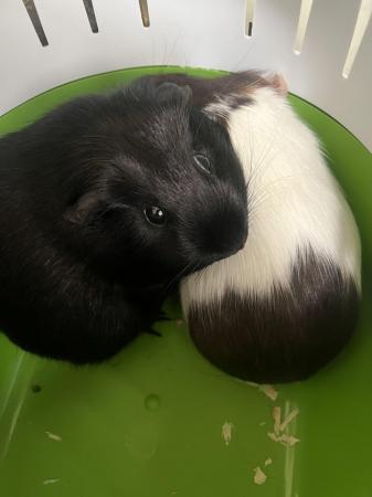 Image 3 of Female guinea pigs 1 is  1 year and 1 is about 9 months