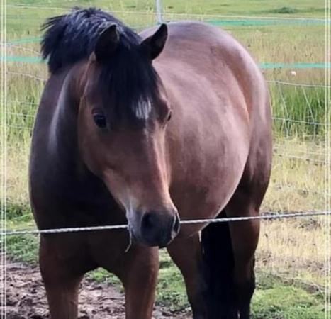 Image 1 of ELLE, 3 YEAR OLD 12.1HH PART BRED ARAB X WELSH SEC B MARE