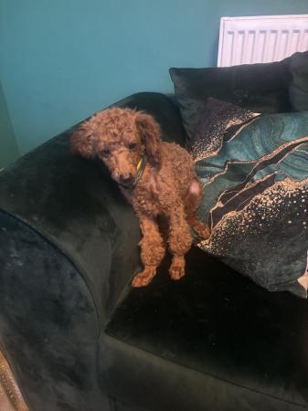 Beautiful Red Toy Poodle Bitch For Sale in Leicester, Leicestershire