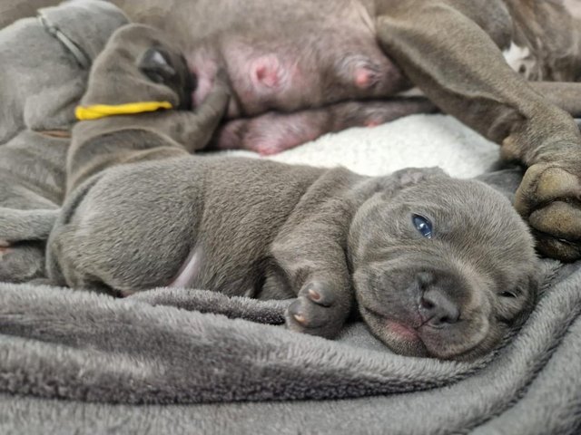 Preview of the first image of Blue Staffordshire Bull Terrier puppies for sale.