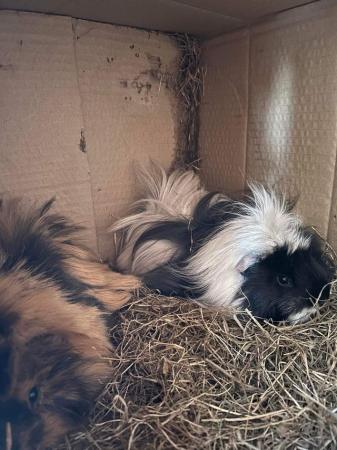 Image 3 of Two male long haired guniea pigs with cage and everything yo
