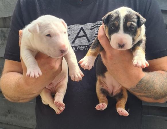 Image 6 of English bull terrier puppies ! Kc Registered