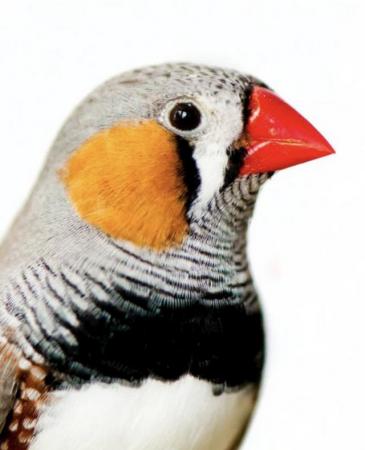 Image 1 of Zebra finches for sale pairs