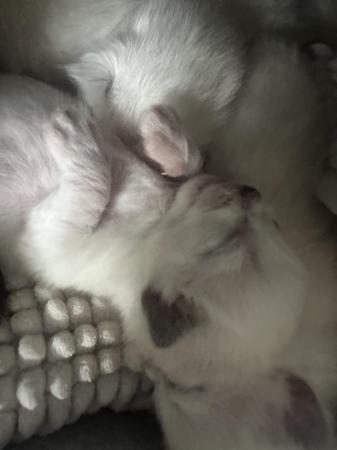 Image 3 of Ragdoll kittens 1 boy left