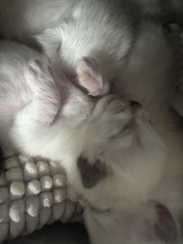 Preview of the first image of Ragdoll kittens not sure on sex yet 6 left out of 7.