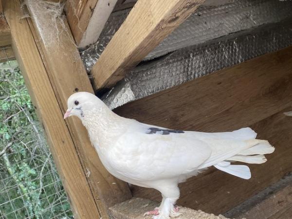 Image 5 of a domestic pigeon breeding pair