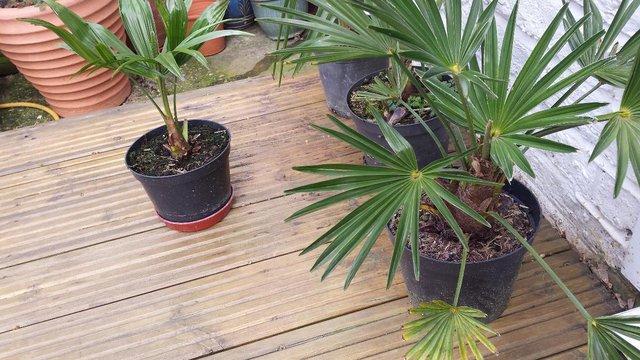 Image 1 of Baby & Small Home Grown Palm Trees