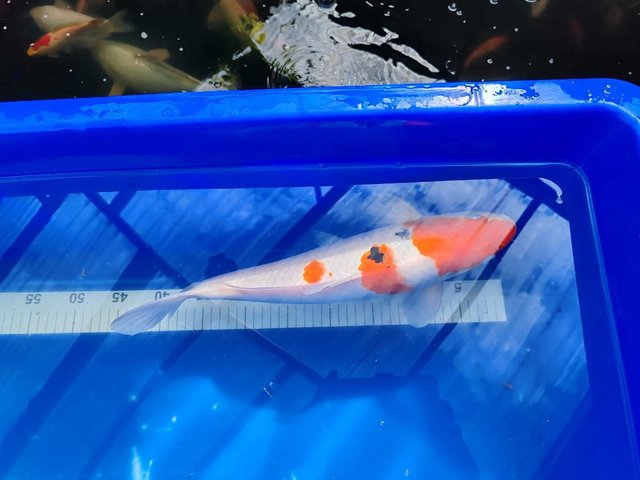 Preview of the first image of LARGE JAPANESE KOI 17 INCH 430MM MALE BEAUTIFUL FISH.
