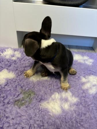 Image 17 of Last one left ready today  KC REG French bulldog puppies