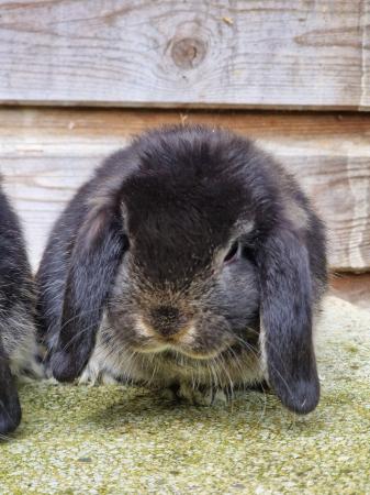 Image 5 of Gorgeous pure mini lop baby rabbits for sale