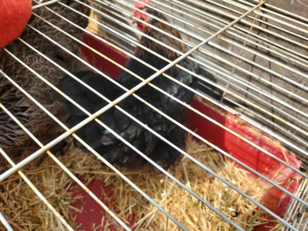 Image 1 of Egg laying chicken 1 year old