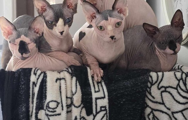 Image 7 of Canadian Sphynx For Sale