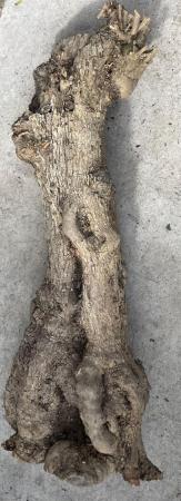Image 1 of Olive Tree Trunk for carving/turning