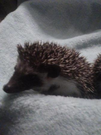 Image 5 of African pygmy hedgehog mixed pinto colours  boysavailable