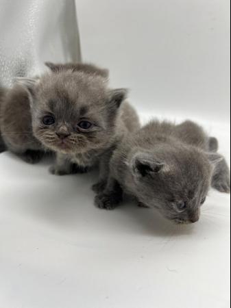 Image 4 of Blue Persian x Chartreux kittens