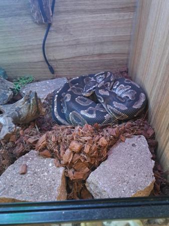 Image 4 of Approx 2 years old , ball python for sale