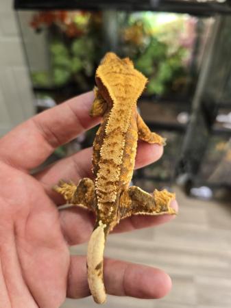 Image 14 of Stunning crested gecko babies and female adults