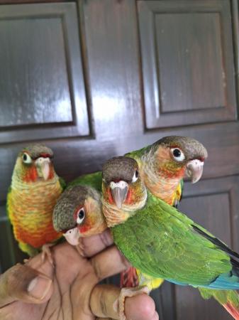 Image 3 of Handreared tame baby yellowsided green cheek conures - Males
