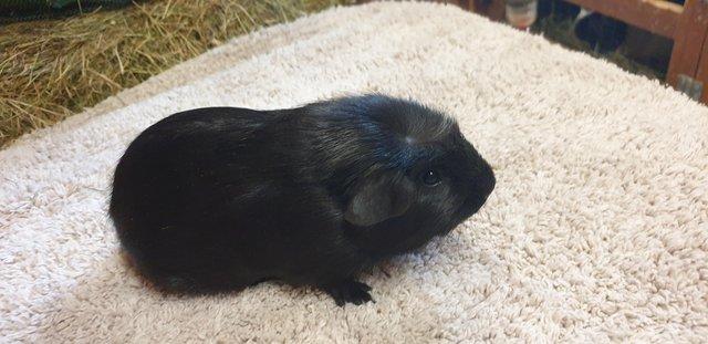 Image 1 of 8 week old guinea pigs ready to go now
