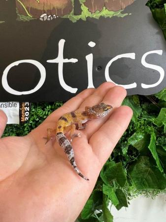 Image 5 of Baby Leopard Gecko - Normal, Tangerine, White Knight for the