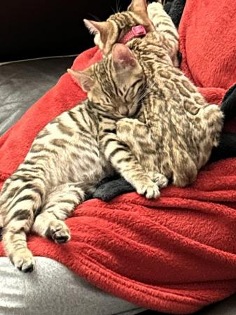 Image 5 of Ready now bengal kittens 17 weeks old