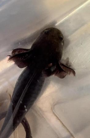 Image 2 of Axolotl babies- variety of different morphs